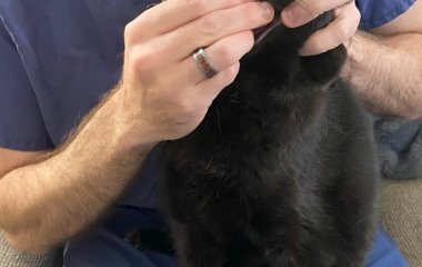 Як дати коту таблетку: повний посібник для власників домшнього улюбленця