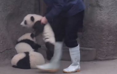 Дитинча панди, що дереться по сходах, підкорило Мережа (ВІДЕО)