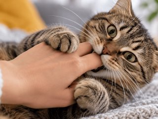 Чому кіт раптом кусається, коли його гладять: 6 причин та головна помилка господарів
