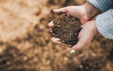 Якщо немає гною, чим замінити восени: ці добрива перетворять найбідніший ґрунт на чорнозем