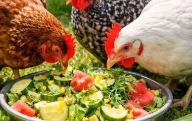Чи можна курам давати кабачки: користь, обмеження та правила годівлі