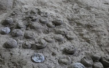 Вчені знайшли унікальне місце, яке містить понад 3000 яєць динозаврів (фото)