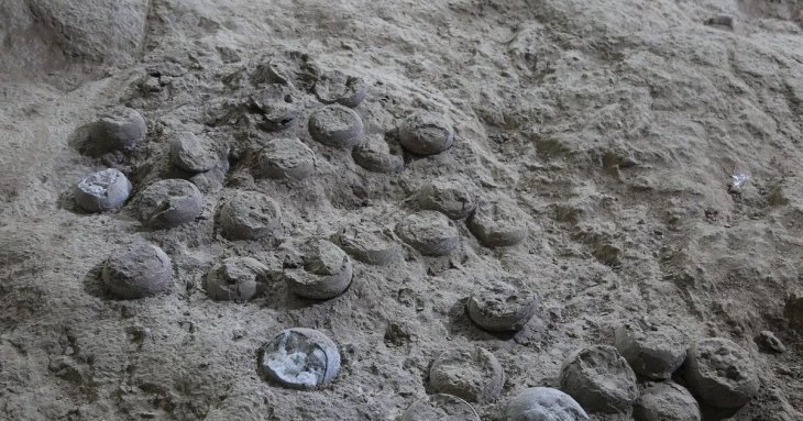 Вчені знайшли унікальне місце, яке містить понад 3000 яєць динозаврів (фото)
