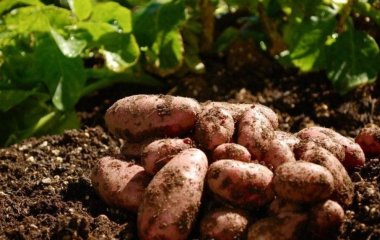 Як уберегти картоплю від дротяників та бур’янів: досвідчена городниця дала пораду дачникам  