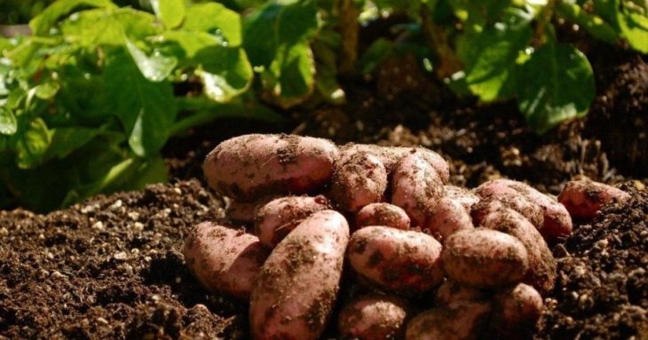 Як уберегти картоплю від дротяників та бур’янів: досвідчена городниця дала пораду дачникам  