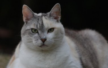 Мережі насмішило кумедне оголошення про товстого кота (ФОТО)