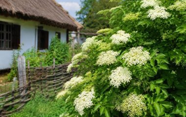 Не садіть цю рослину біля дому: кущ, якого українці боялися століттями