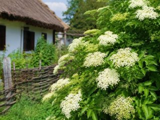 Не садіть цю рослину біля дому: кущ, якого українці боялися століттями