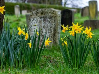 «Не робіть дурниць»: священник Філюк розвінчав популярний міф про квіти на могилах