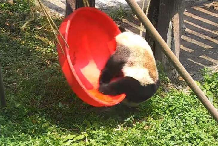 Панда осоромилася, намагаючись покататися на гойдалці (ВІДЕО)