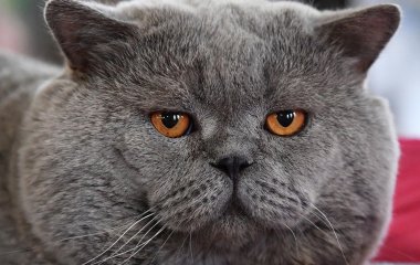 Кошка покорила YouTube, спев под звуки музыкальной шкатулки (ВИДЕО)
