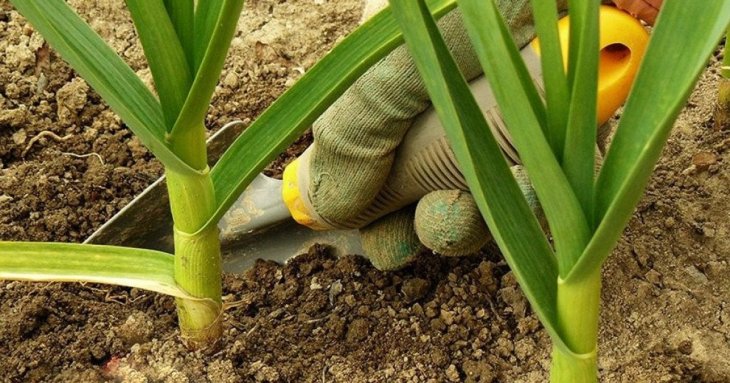 Полийте часник і цибулю цією рідиною — жовте пір’я стане зеленим за два дні