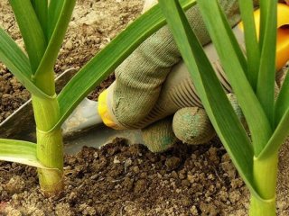 Полийте часник і цибулю цією рідиною — жовте пір’я стане зеленим за два дні