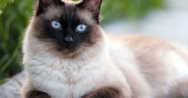 Вони дуже прив’язуються до господарів: 7 порід котів, яким важко залишатися самим
