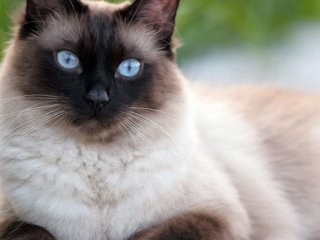 Вони дуже прив’язуються до господарів: 7 порід котів, яким важко залишатися самим