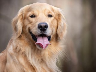 Золотистый ретривер прославился благодаря эффектным прыжкам (ВИДЕО)