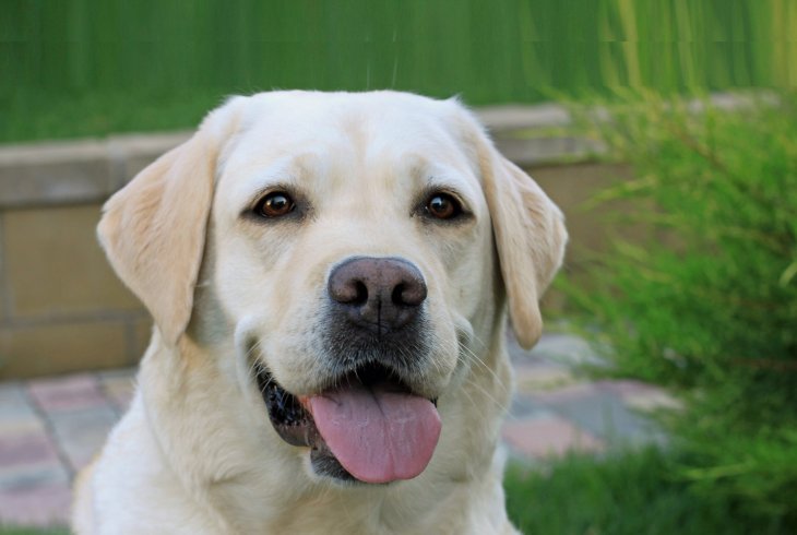 Сети покорил пес, подружившийся с почтальоном (ВИДЕО)