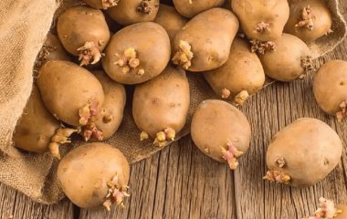 Якщо починає проростати картопля в погребі чи підвалі: що робити, щоб добре лежала до весни