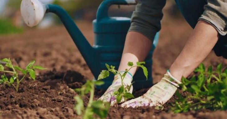 Що посадити на городі до Великодня, а що краще — після