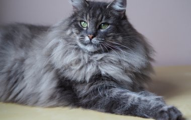 Самый пушистый кот в мире стал «звездой» в Сети (ВИДЕО)