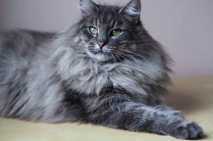 Самый пушистый кот в мире стал «звездой» в Сети (ВИДЕО)
