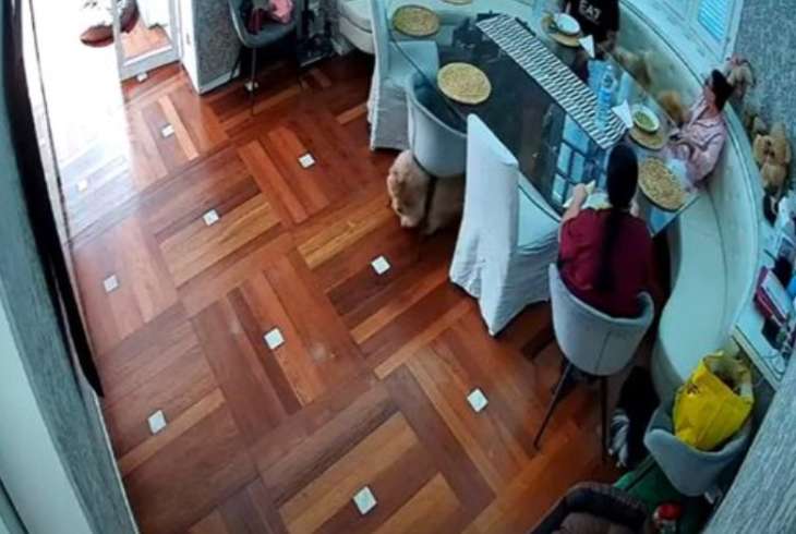 Пёс удалился из столовой вместе со стулом (ВИДЕО)