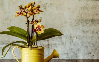 Як доглядати за орхідеями восени, аби вони пережили зиму: корисні поради