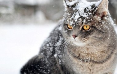 Як допомогти домашнім котам пережити морози: помилки, яких потрібно уникати