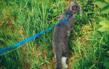 Чи можна вигулювати кота на повідці: що кажуть про це фахівці