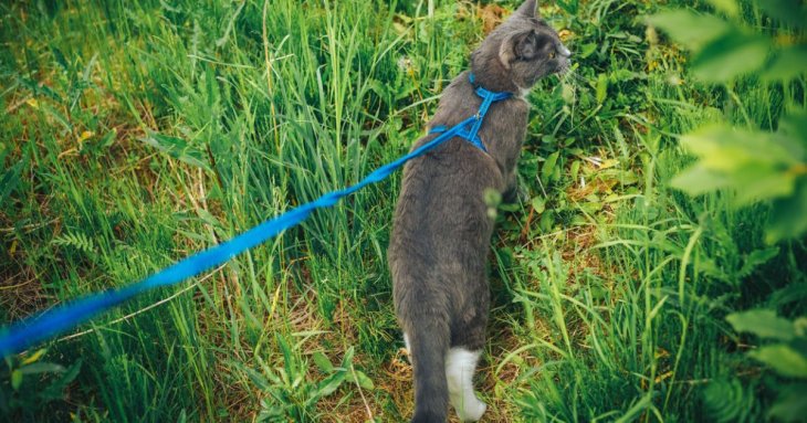 Чи можна вигулювати кота на повідці: що кажуть про це фахівці