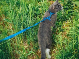 Чи можна вигулювати кота на повідці: що кажуть про це фахівці