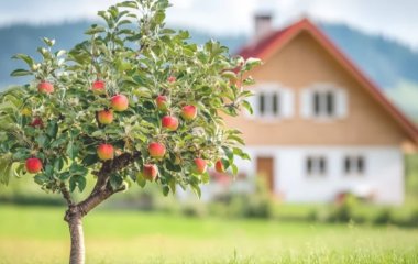 Чи потрібно засаджувати пристовбурне коло яблуні