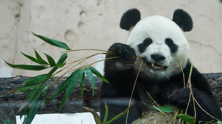 Зоопарк Бельгии пополнился новорожденными пандами-близнецами (ФОТО)