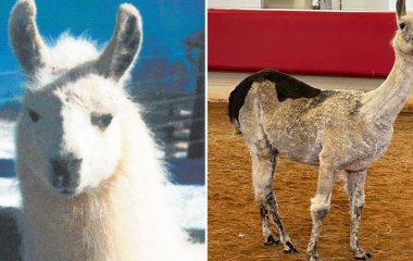 Найстаріший лама в історії людства: скільки років тварині та яка її місія (фото)
