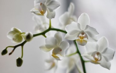 Орхідеї будуть цвісти цілий рік - спробуйте один трюк і результат здивує