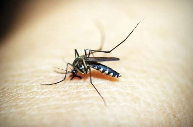 Почему укусы комаров чешутся и как быстро остановить зуд