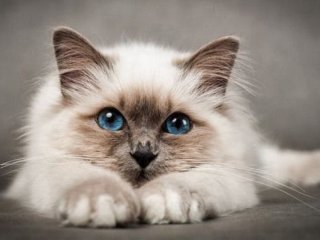 Сети насмешила вмешавшаяся в учебный процесс кошка (ВИДЕО)