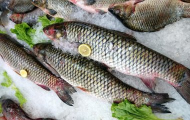 Почему нужно употреблять рыбу: преимущества и недостатки продукта