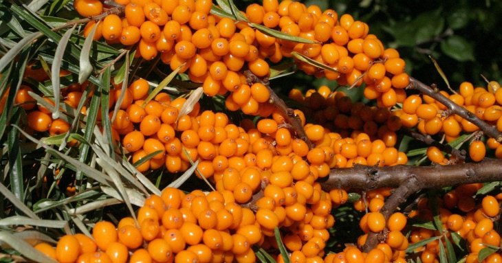 Забута сила обліпихи: як перемогти втому і підтримати серце