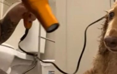 Собачка, которой феном сушат шерсть после водных процедур, умилила Сеть