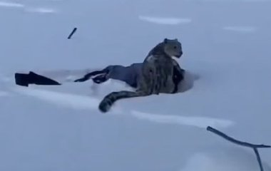 Селфі зі сніговим барсом ледь не стало останнім: моторошний інцидент у Китаї