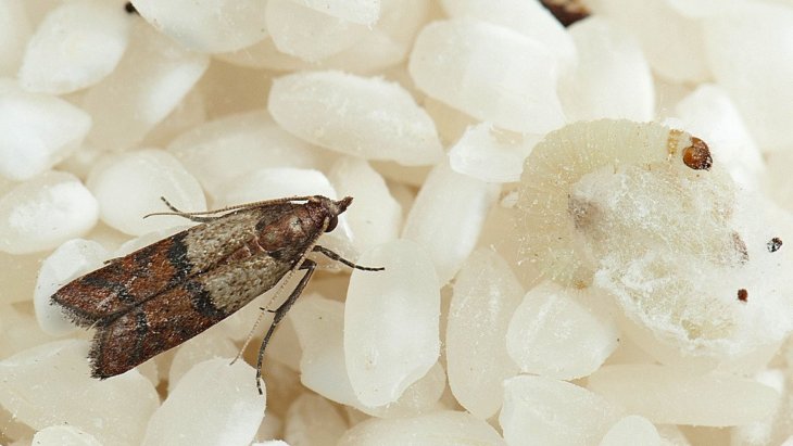 Как избавиться от пищевой моли на кухне: 4 способа