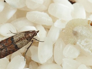 Как избавиться от пищевой моли на кухне: 4 способа