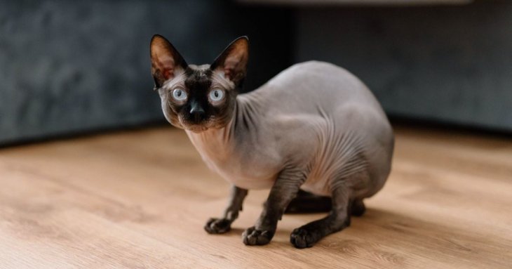 Ветеринар назвав 5 порід котів, яких ніколи не завів би вдома: причини здивували Мережу