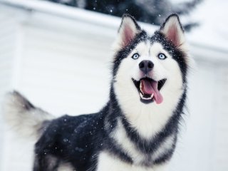 Сети в восторге от хаски, признающейся в любви (ВИДЕО)