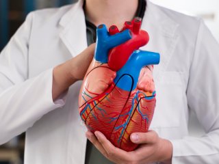 Кардиологи назвали неожиданную причину болезней сердца