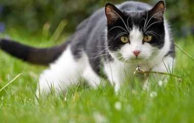 Сети насмешила мордашка кота, который не желает ждать, когда еда будет готова (ВИДЕО)