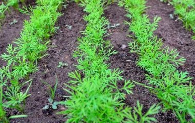 Як посіяти кріп, щоб він зійшов за кілька днів: секрети вирощування