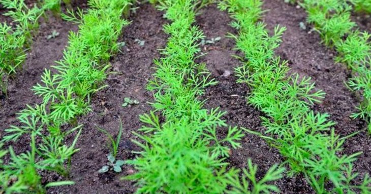 Як посіяти кріп, щоб він зійшов за кілька днів: секрети вирощування