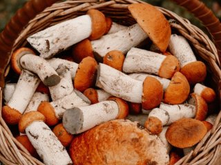 Топ продуктів, які ніколи не можна їсти сирими — запам’ятайте їх